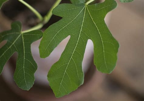 Fikonträd bruna blad